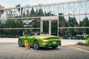 miami residences pet spa 1